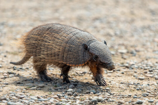 A wild armadillo found in Puerto Madryn
