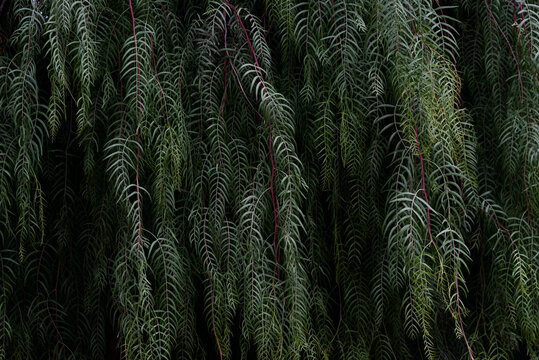 Molle tree, (the pink pepper tree)