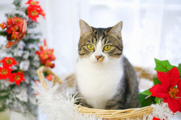 猫とクリスマス