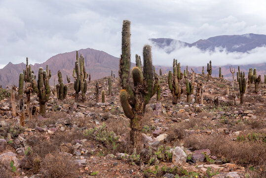 Cardones (typical cactus from northern Argentina)