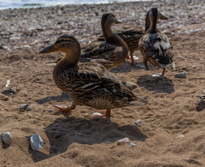 Several ducks walk in group along sandy pebble seashore. Waves in sea sparkle from sun. Animals with feathers. Warm summer