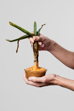 eating spanish calcots