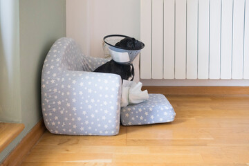 French Bulldog With Collar