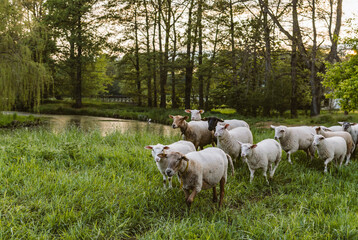 Obraz premium sheep on the grass