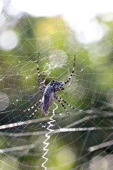 Close-up of a female argiope argentata while feeding