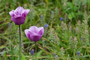 Fototapeta premium Pink Tulips in a Field