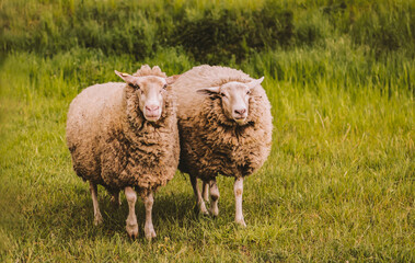 Obraz premium sheep are walking on the grass