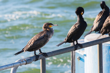 Cormorant sitting at the waterfront