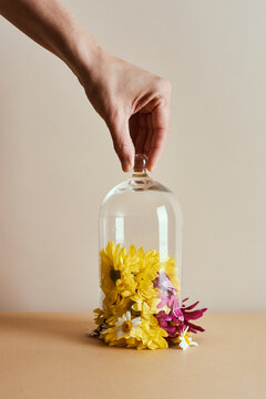 daisy flowers in a bell jar