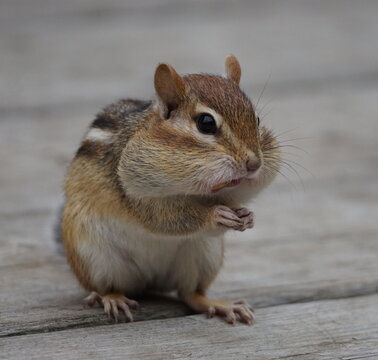 Close up  portrait of a cute chipmunk cheeks full of peanuts litlle paws joined like if praying