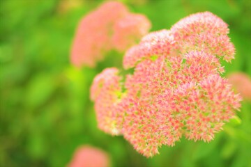 big rounded pink flowers in the woods sorrounded by green beautiful bokeh, vintage, soft focus, dreamy look, color, pink