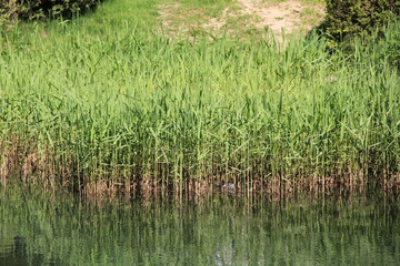 水辺に群生している葦(ヨシ/アシ)