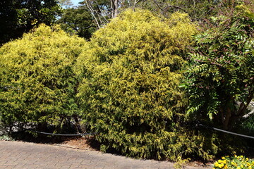 公園の植木