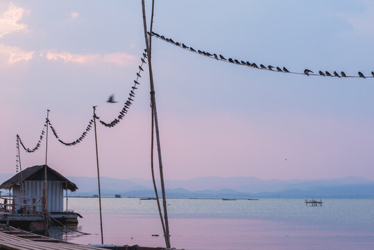 Swallows