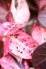 ハツユキカズラ