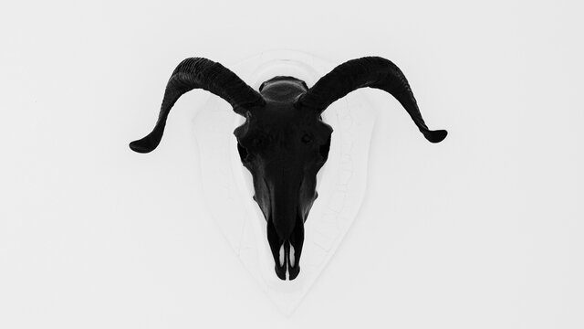 Sheep scull painted black on the wall