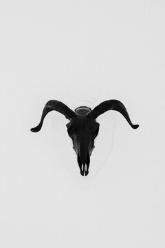 Sheep scull painted black on the wall