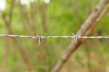 iron barbed wire for fencing its own territory against a blurred forest background