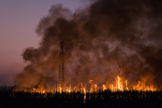 Burning sugarcane