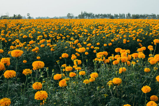 Marigold filed
