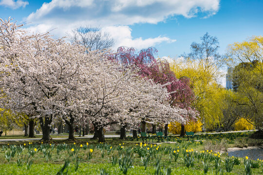 Downtown Boston in Spring