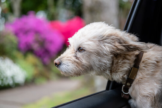 Dog Car Window