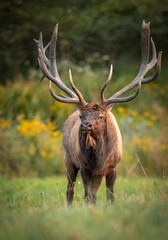 A Large Bull Elk 