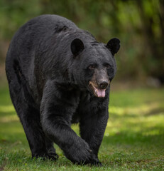 Black Bear Portrait 