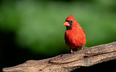 Male Northern Cardinal 