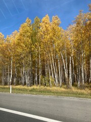 Obraz premium autumn in the forest