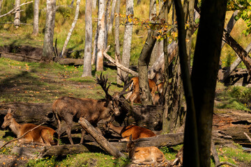 Fototapeta na wymiar Rutting red deer with group of hinds