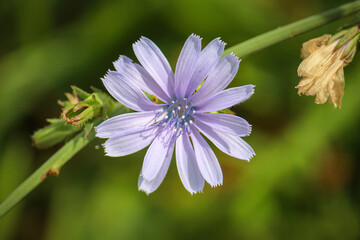 Chicory