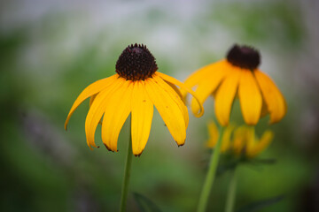 Black Eyed Susan