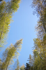 Obraz premium 春の竹林