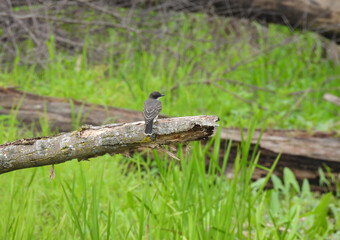 Naklejka na ściany i meble Cute Eastern Kingbird Flycatcher Bird Looking Sideways on Broken, Bare Tree Branch Near Ground with High Green Grass