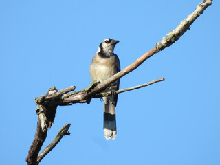 Bluejay Bird looks to the Side Perched on Bare Tree Branch with Clear Blue Sky in Background