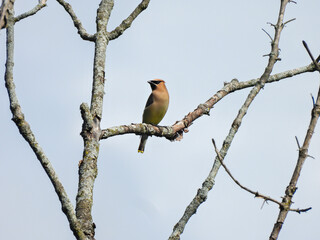 Cedar Waxwing Bird Perched Among Bare Tree Branches with Clear Blue Sky Background