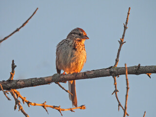 Tree Sparrow Bird Sitting on Bar Tree Branch Soaking in the Sunrise 