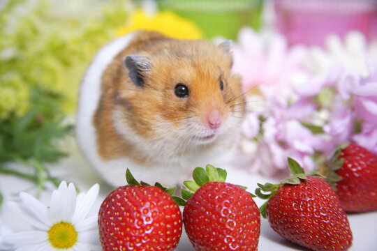 ゴールデンハムスター Images Browse 598 Stock Photos Vectors And Video Adobe Stock