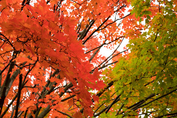 Tree branches closeup in fall. Autumn maple trees with leaves changing colors. 