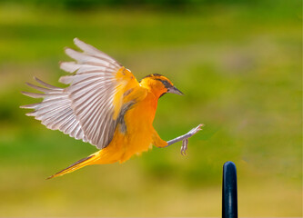 Bullock's oriole landing on a perch