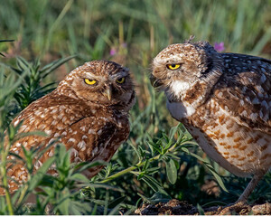 Burrowing owls with comical expression