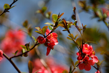Flowers in garden. Beautiful spring.