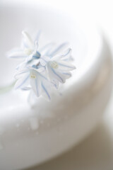 リューココリーネ