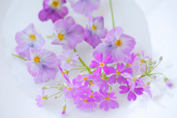 パンジーとさくら草