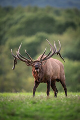 A Large Bull Elk 