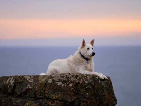 Dog Ocean