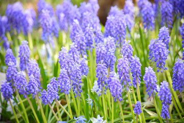ムスカリの群生