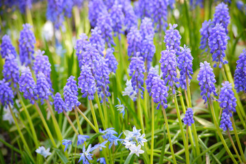 ムスカリの群生