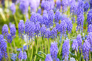 ムスカリの群生